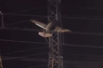 Small plane crashes into powerline tower in Maryland, US